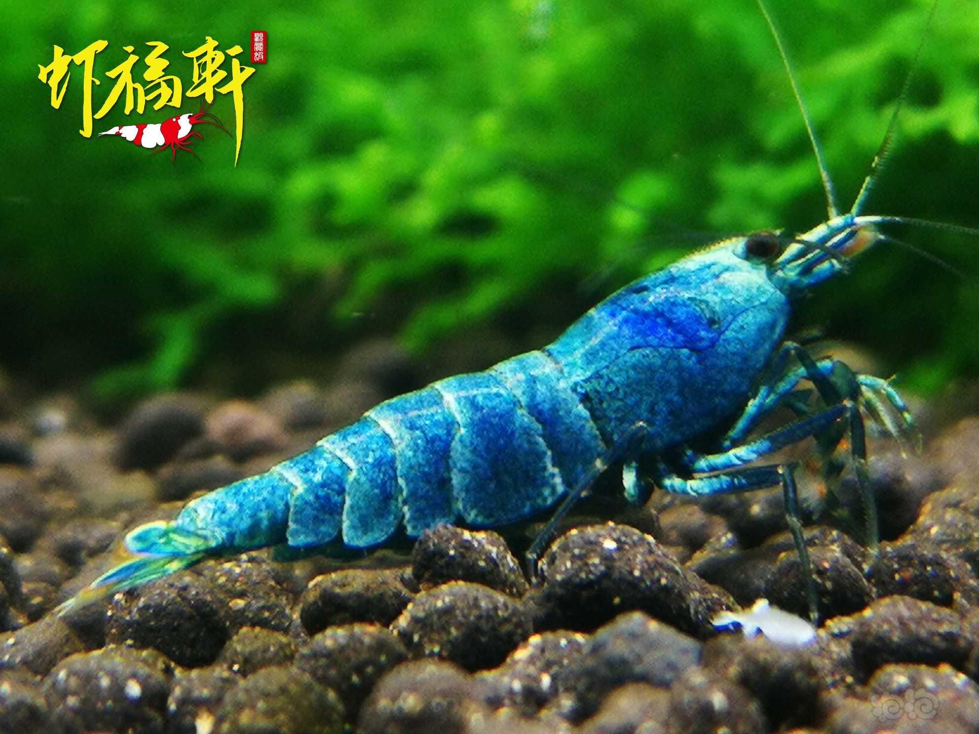 【虾】2022-05-21#RMB拍卖#蓝金刚繁殖组5只-图5