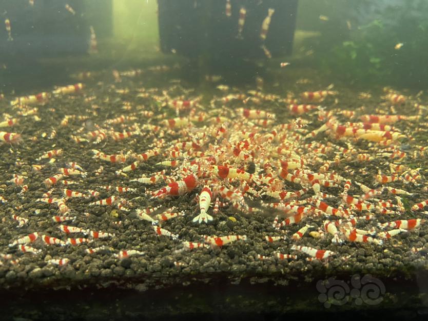 【水晶虾】红白水晶虾小虾-图3