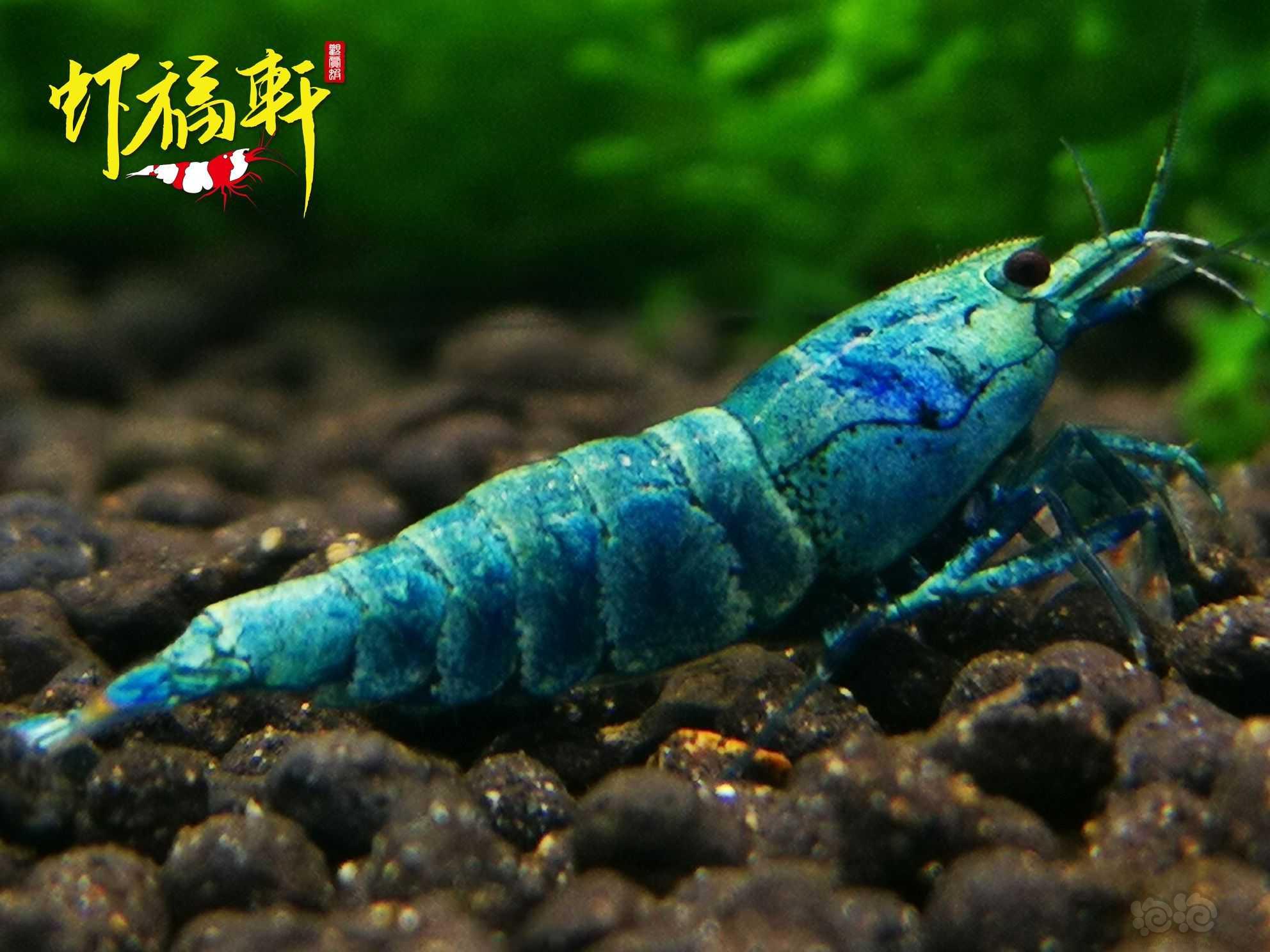 【虾】2022-05-12#RMB拍卖#蓝金刚繁殖组5只-图4