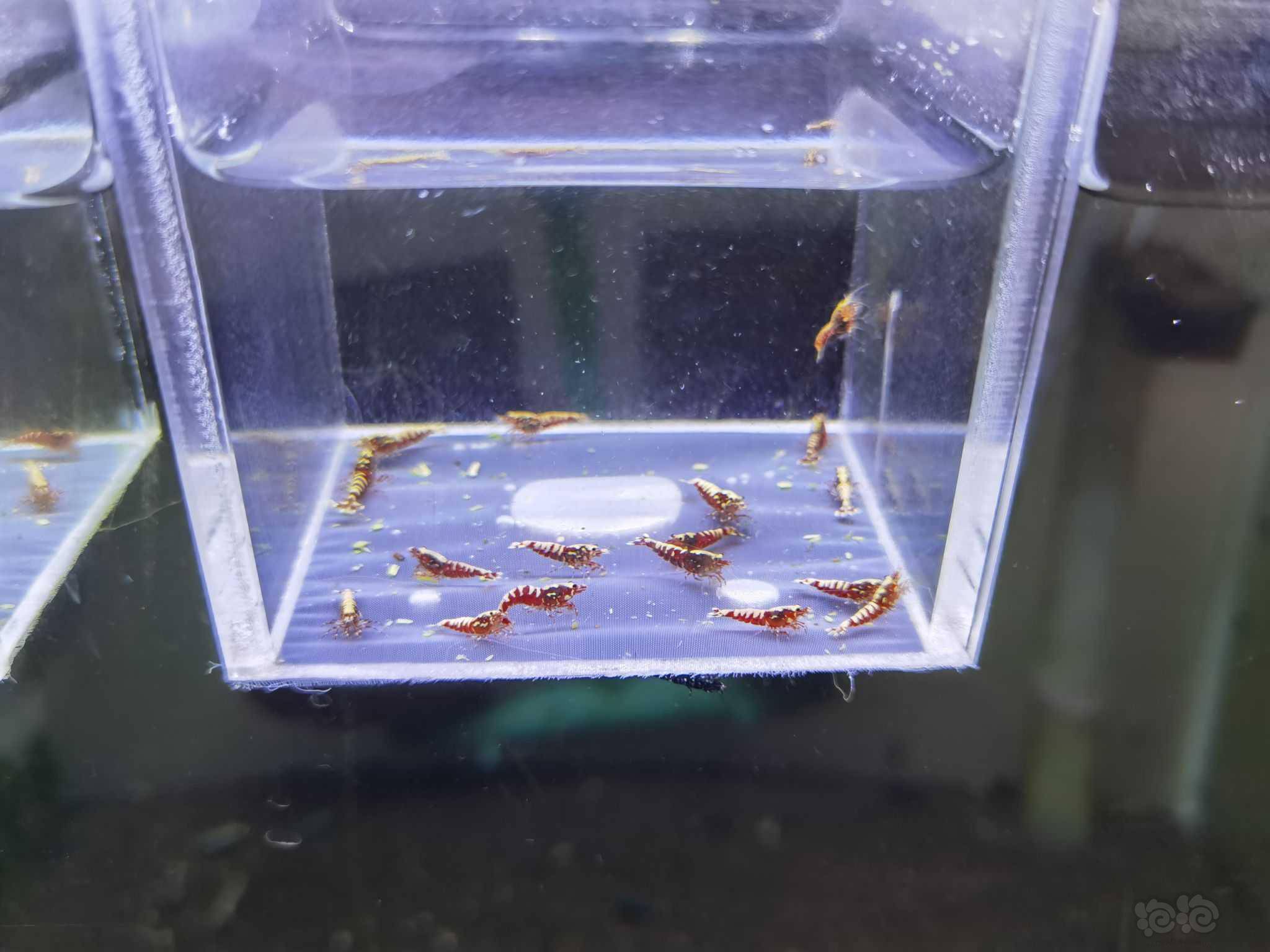 疫情好转,出两组红银河水晶虾-图8