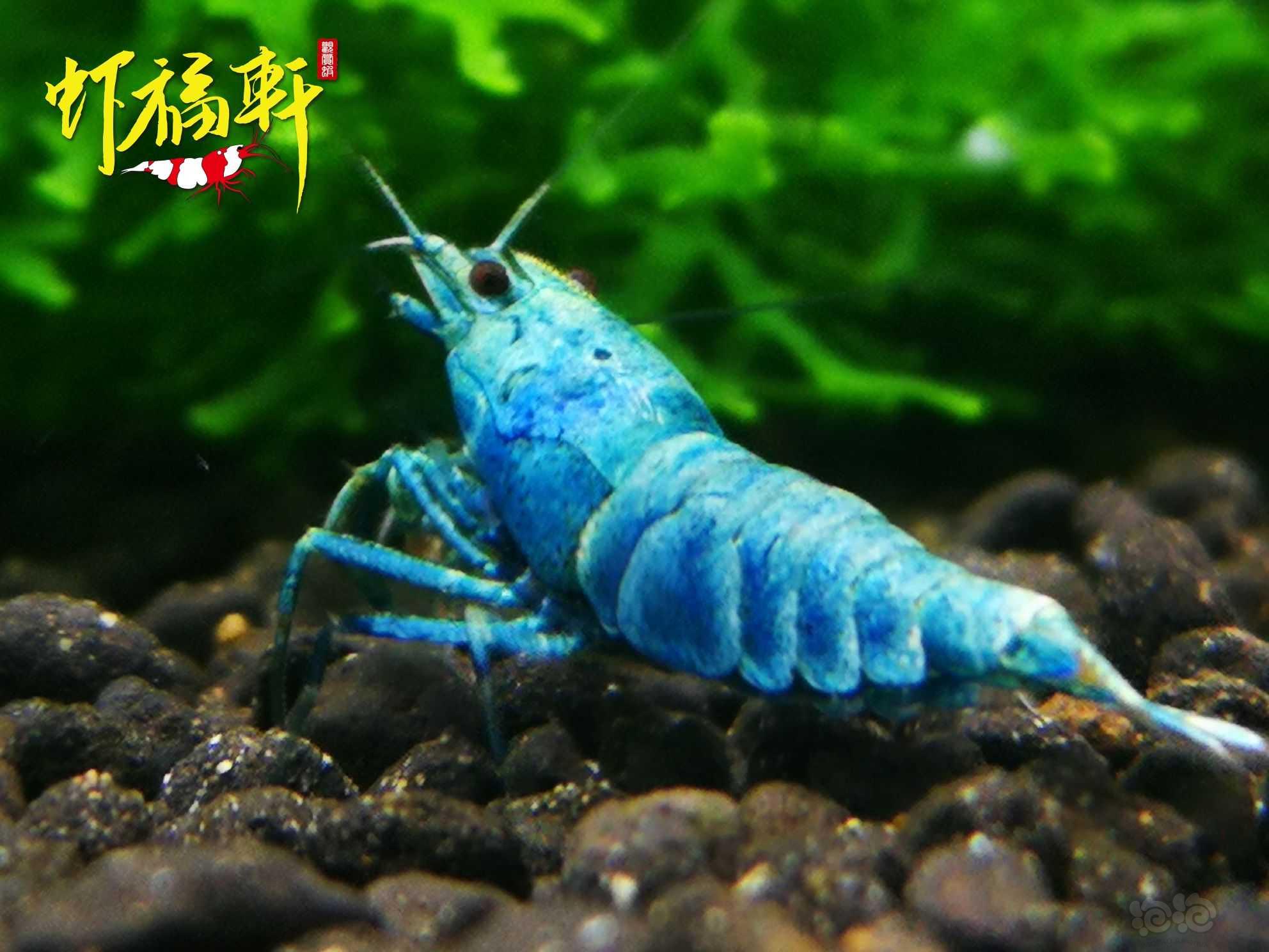 【虾】2022-05-30#RMB拍卖#蓝金刚繁殖组5只-图2