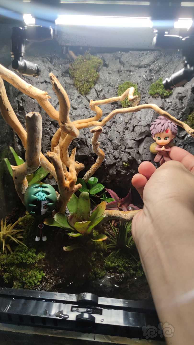 【雨林】家人们，我想把背景放点苔藓和玩偶-图1