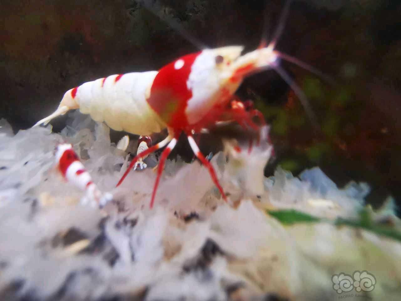 【水晶虾】出红爪系统红白-图2