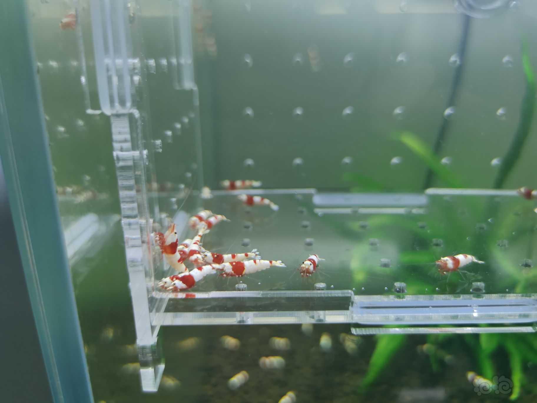 【水晶虾】出一份20只纯血红白水晶虾-图4