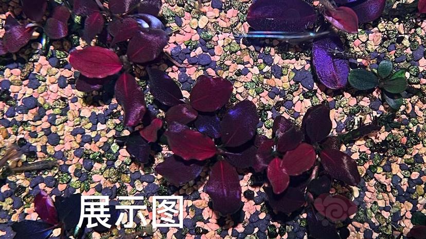 【水草】2022-5-30#RMB拍卖#精品圆叶-图4