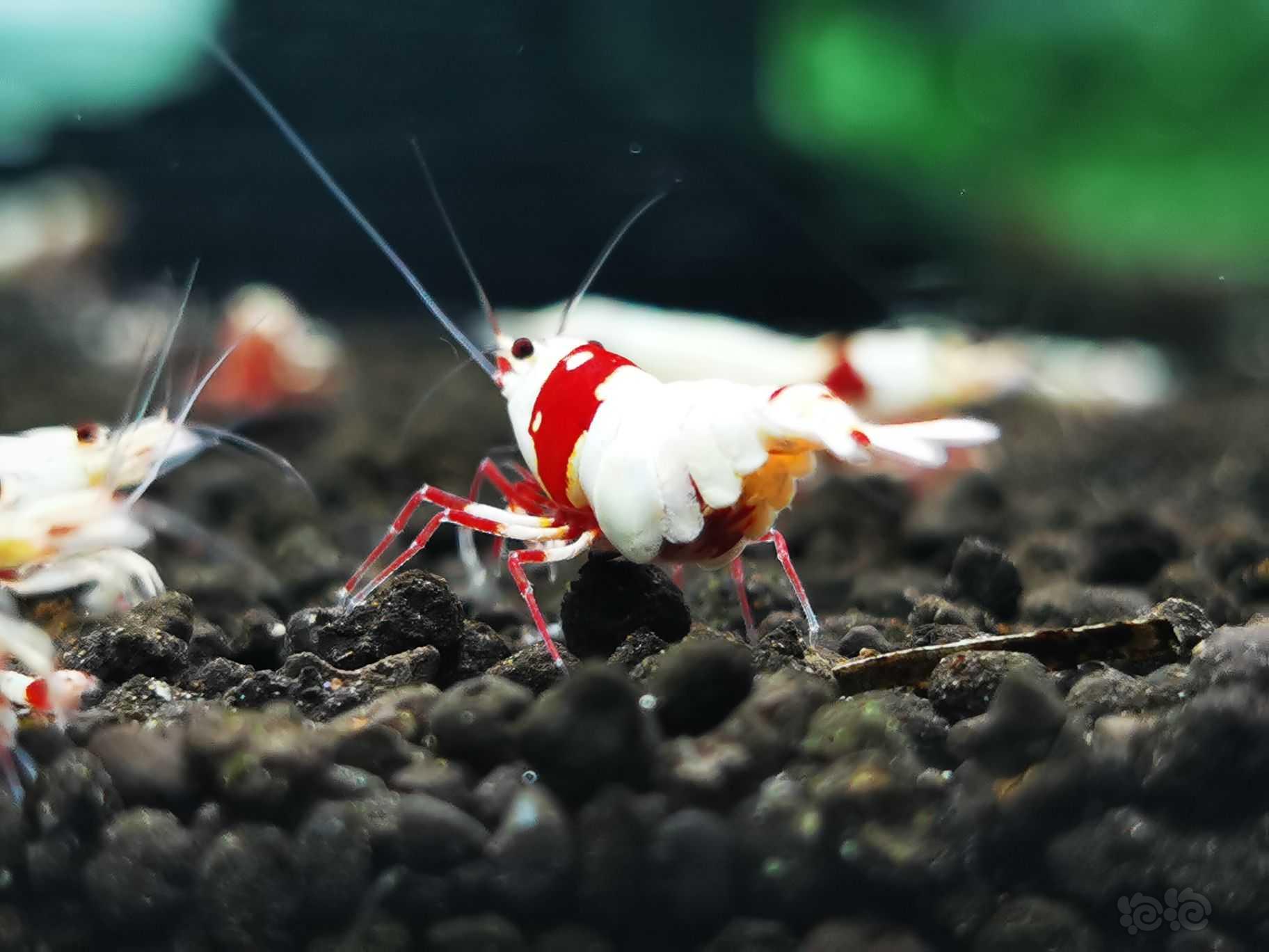【虾】2022-05-25#RMB拍卖冠军血红白白躯抱蛋母虾一只-图2