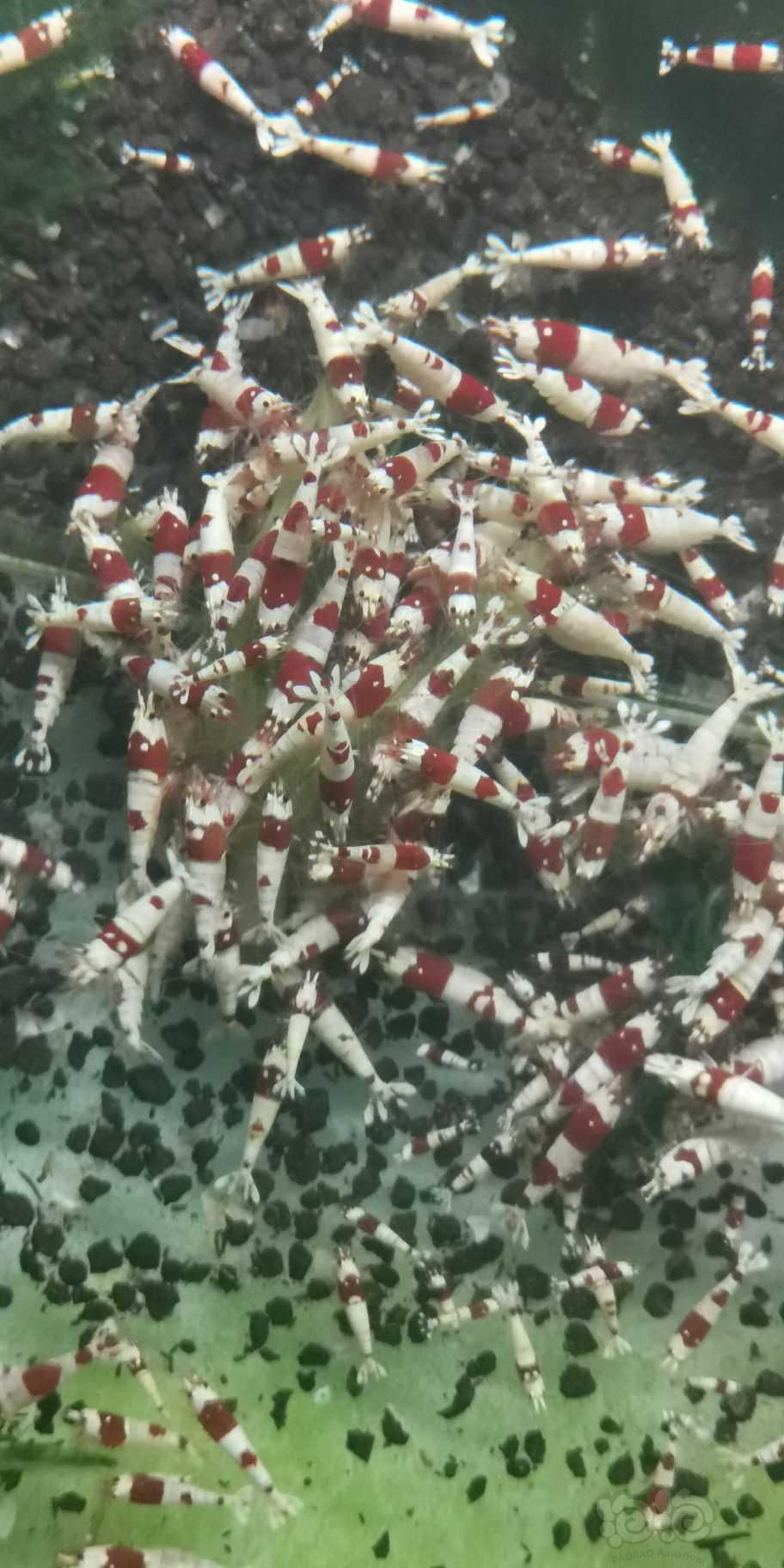 纯血水晶虾-图2