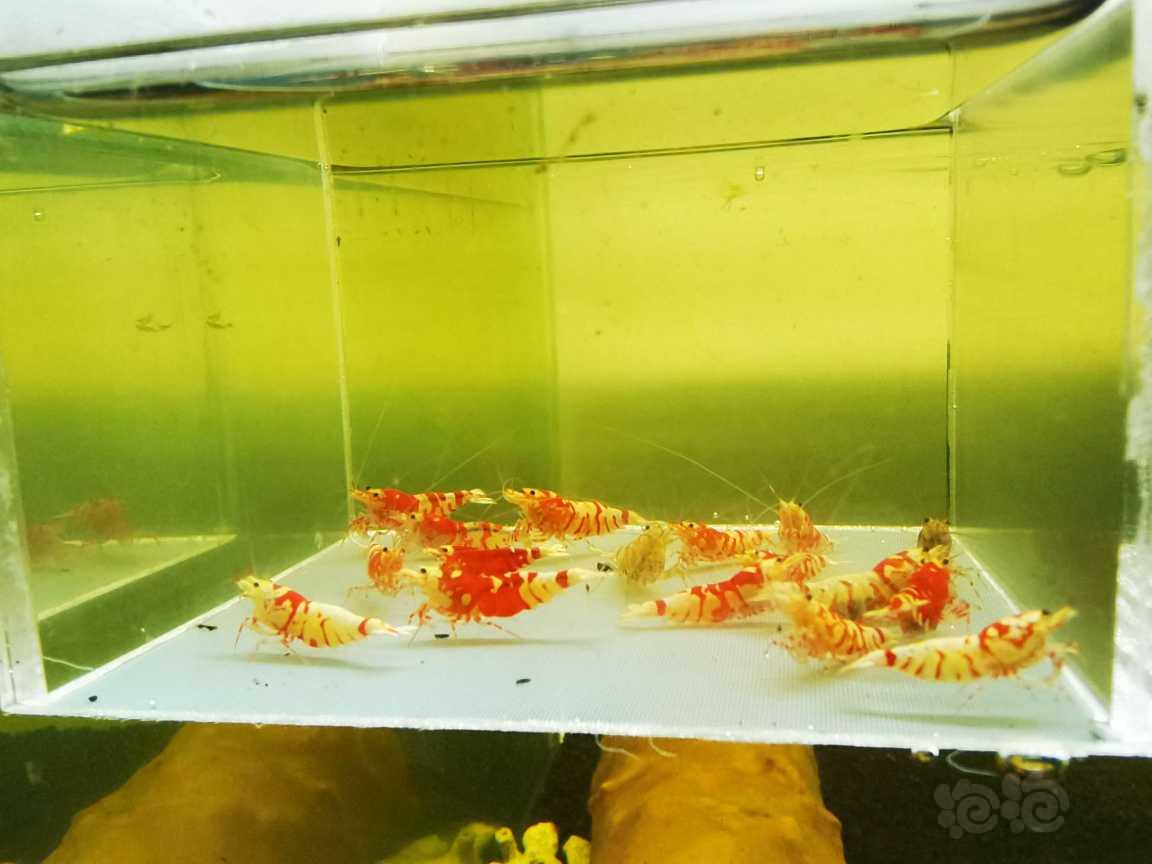 【虾】2022-5-7#RMB#拍卖红花虎成虾一份17只。-图1