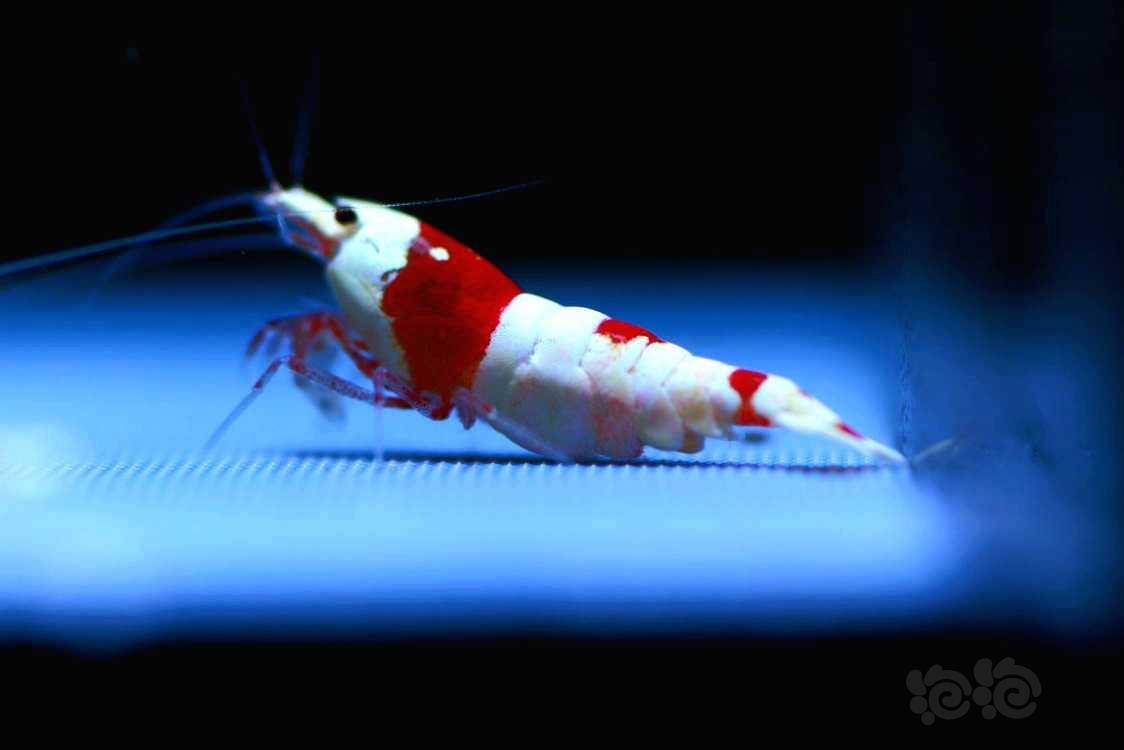 【虾】2022-05-27#RMB拍卖#繁殖用新成系统红白1公3母-图1