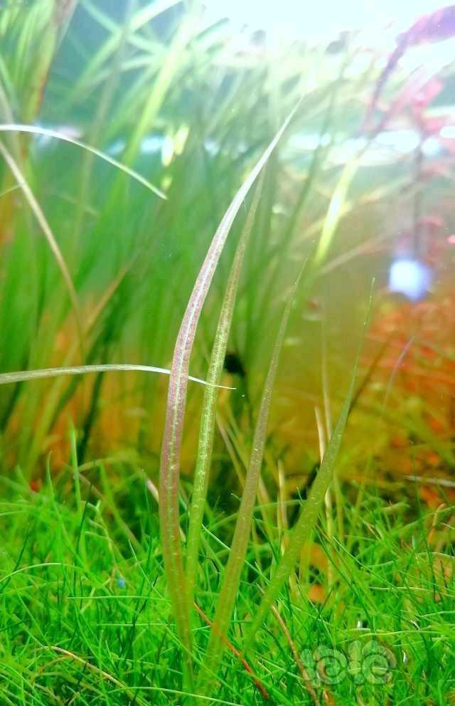 出自己繁殖的水草-图7