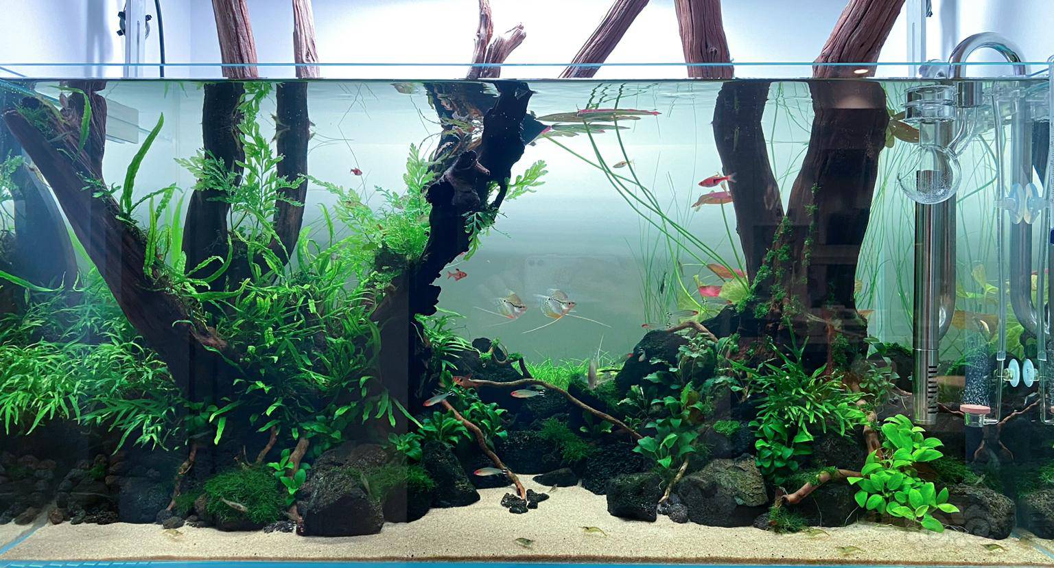 种完水草3月之后 泡泡水族