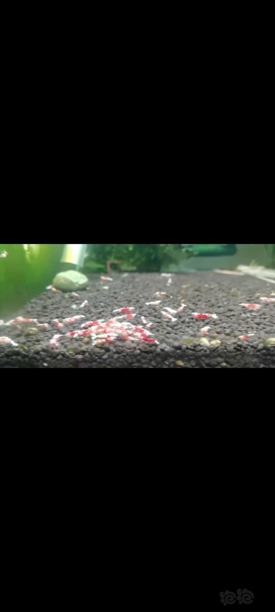 【水晶虾】清缸出红花虎-图1