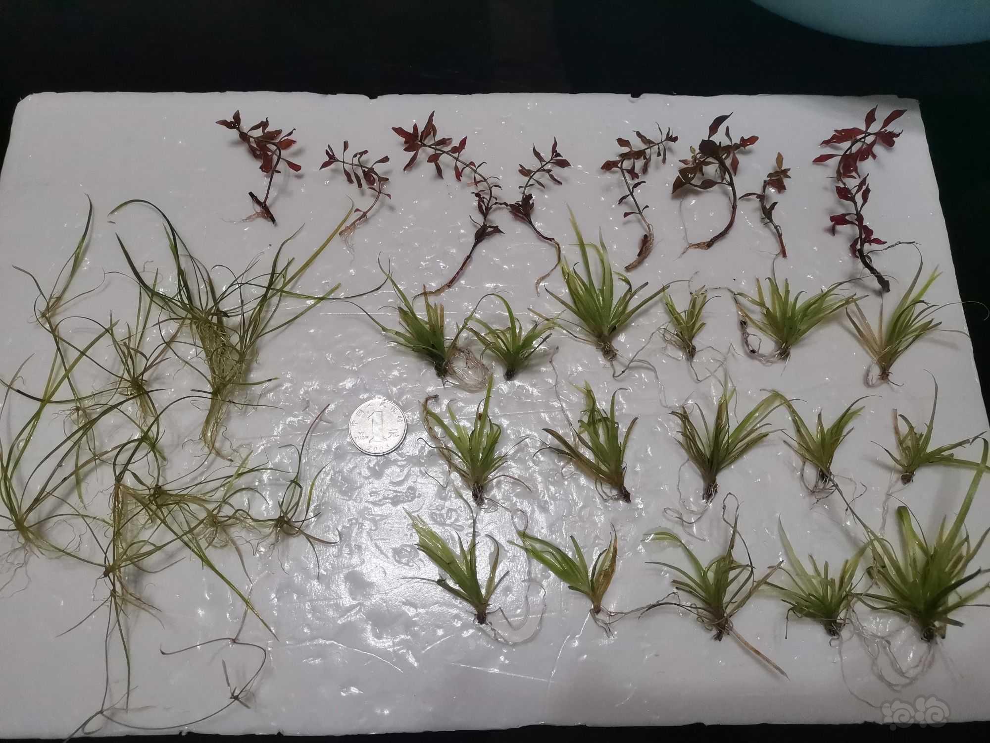 🔥小箦藻，针叶皇冠，紫红丁香-图1