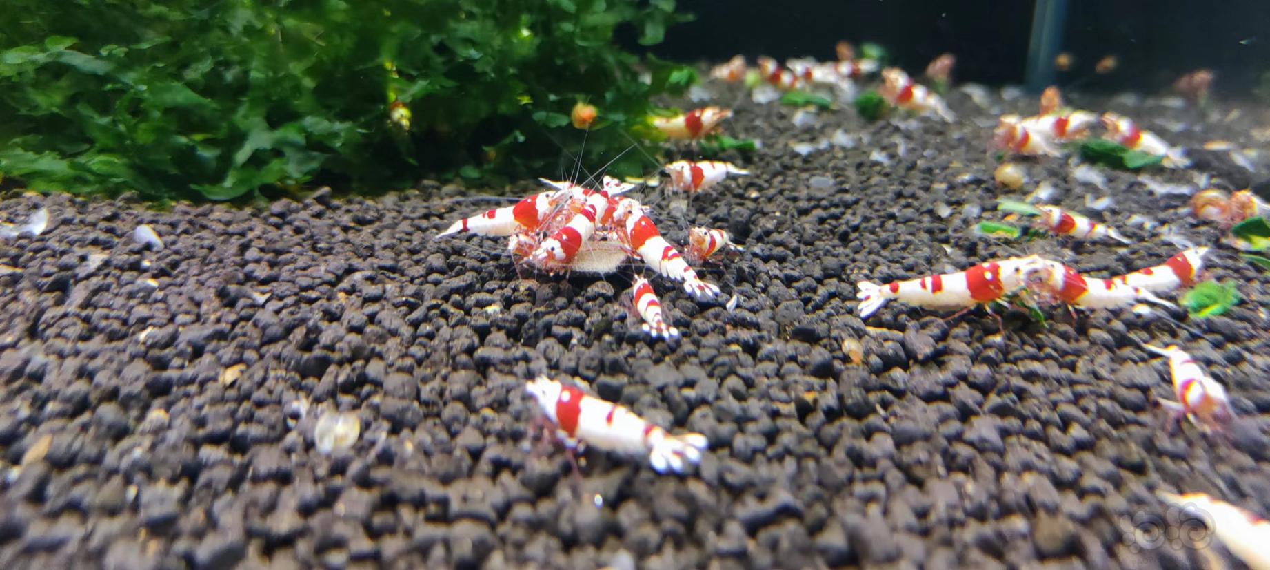 【水晶虾】红白清缸-图6
