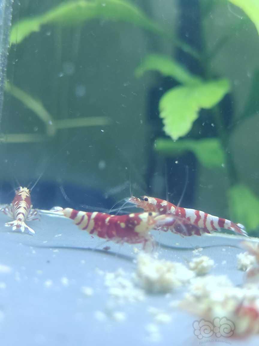 【水晶虾】水晶虾-图9