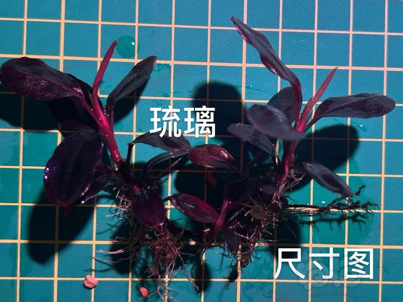 【水草】2022-5-23#RMB拍卖#琉璃丛黑檀小头-图3