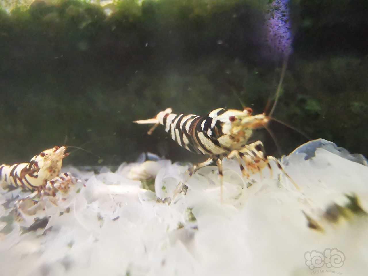 【虾】2022-5-29#RMB拍卖黑花虎9只。1公8母-图15