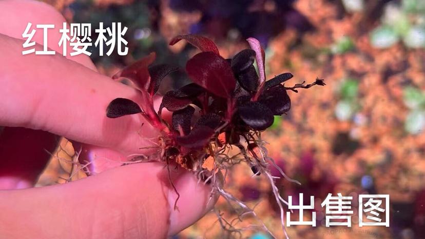 【水草】2022-5-23#RMB拍卖#红樱桃小丛-图2
