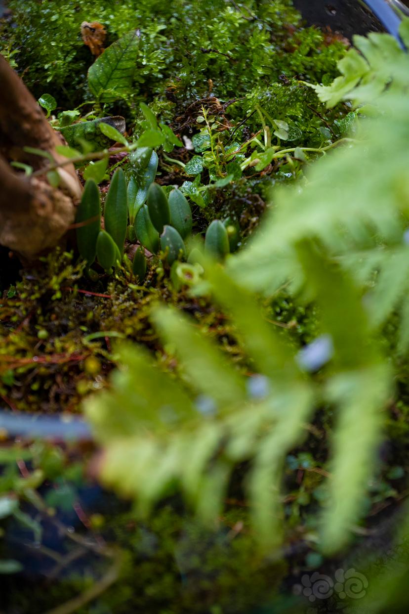 【微景观】简单的微景观苔藓雨林缸，有手就行-图3