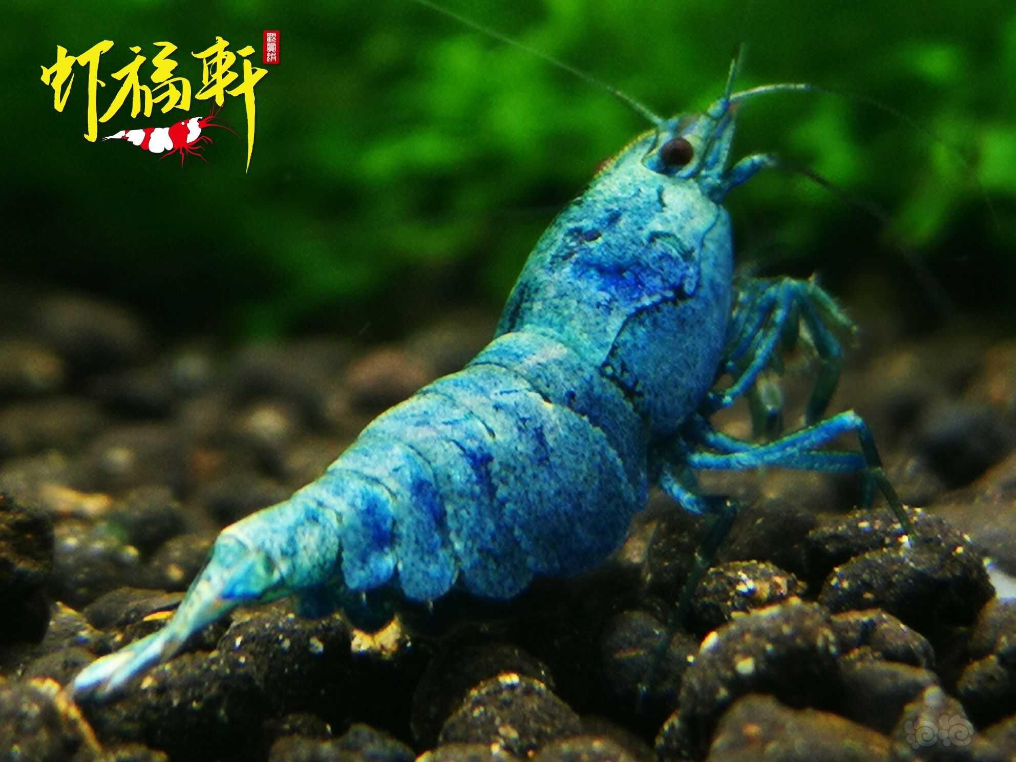 【虾】2022-05-21#RMB拍卖#蓝金刚繁殖组5只-图1
