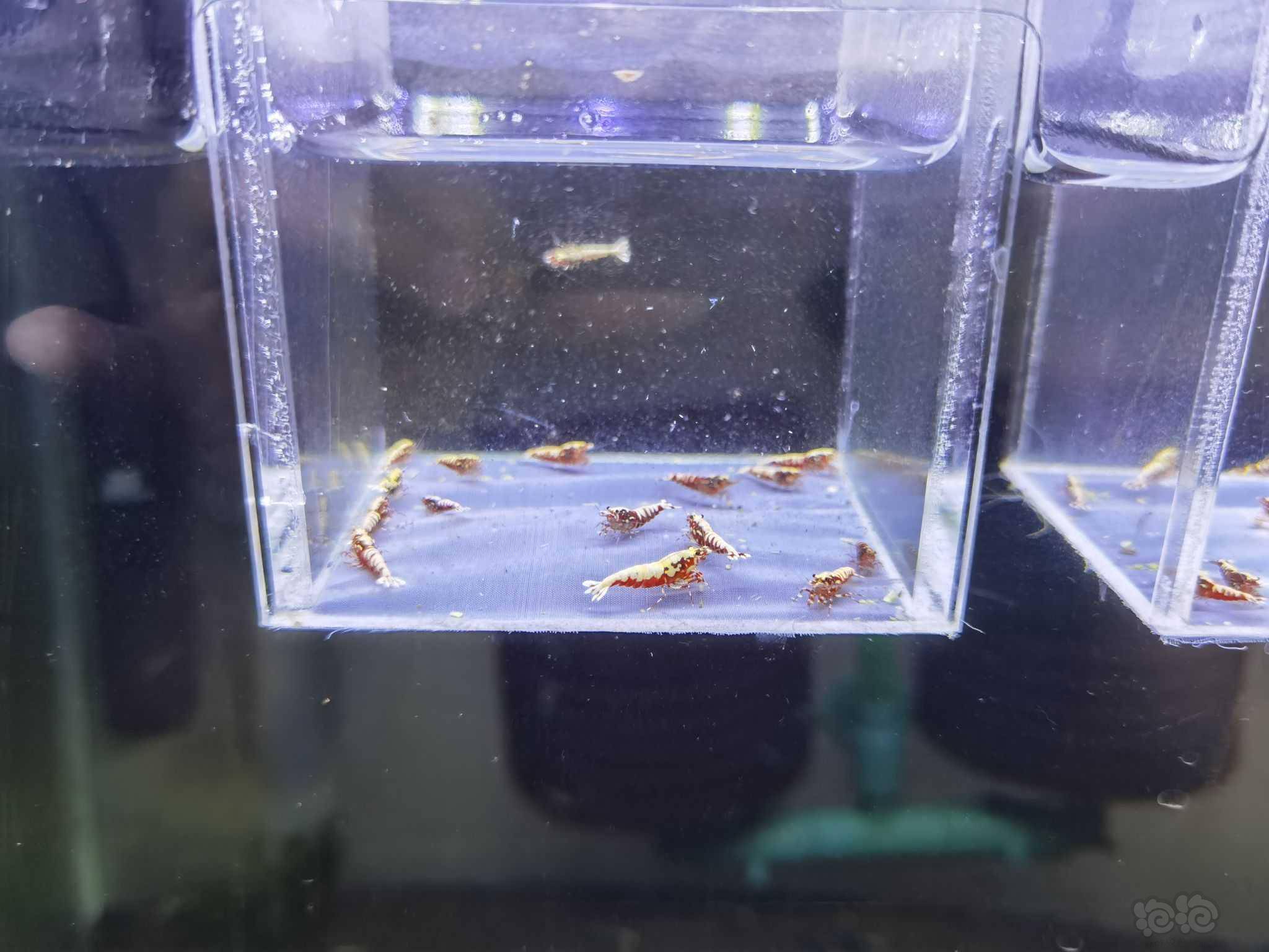 疫情好转,出两组红银河水晶虾-图2