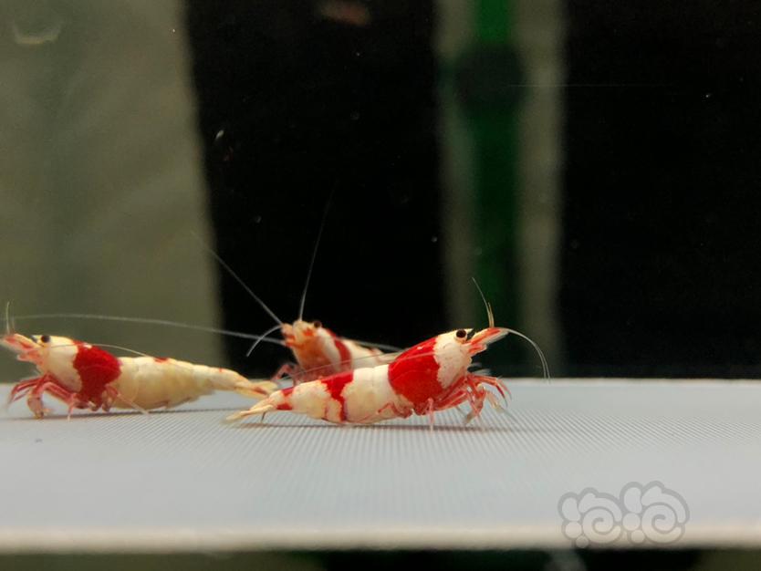 【虾】2022-5-23#RMB拍红白水晶虾一份5只。-图5
