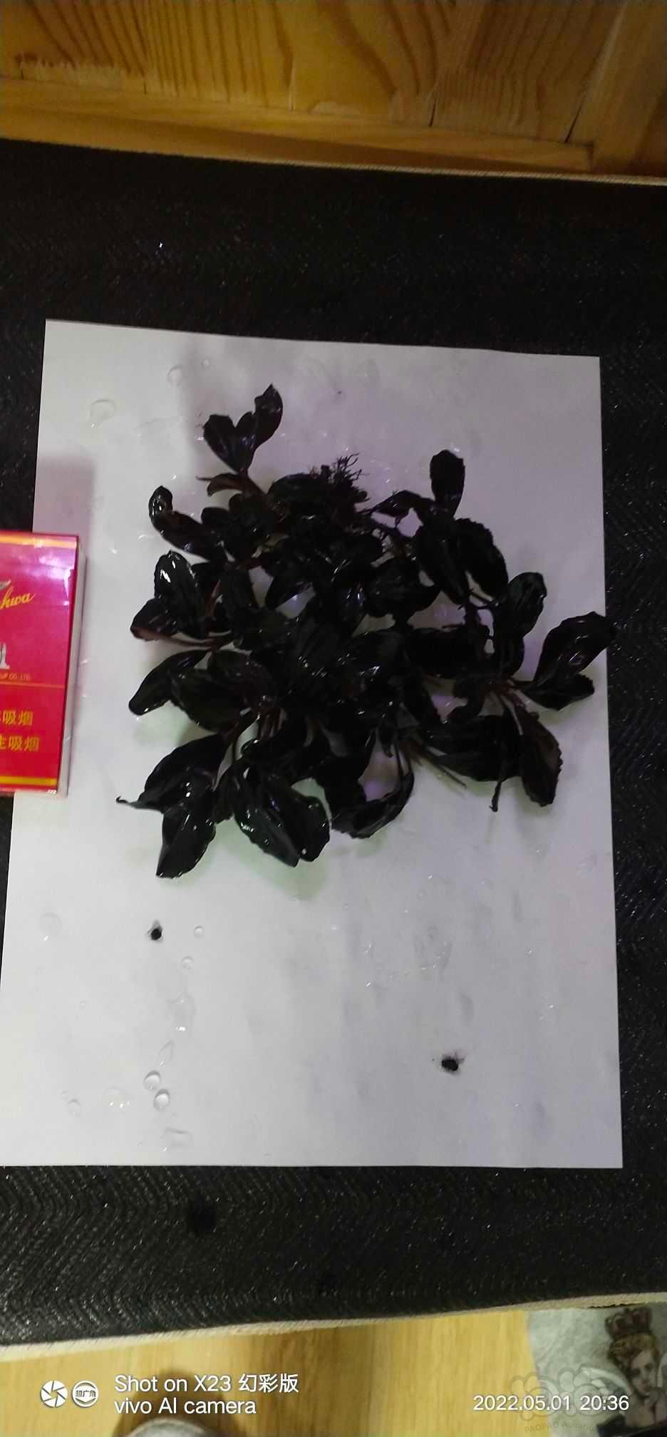 【辣椒榕】12长叶海，40厘米左右，一丛-图3