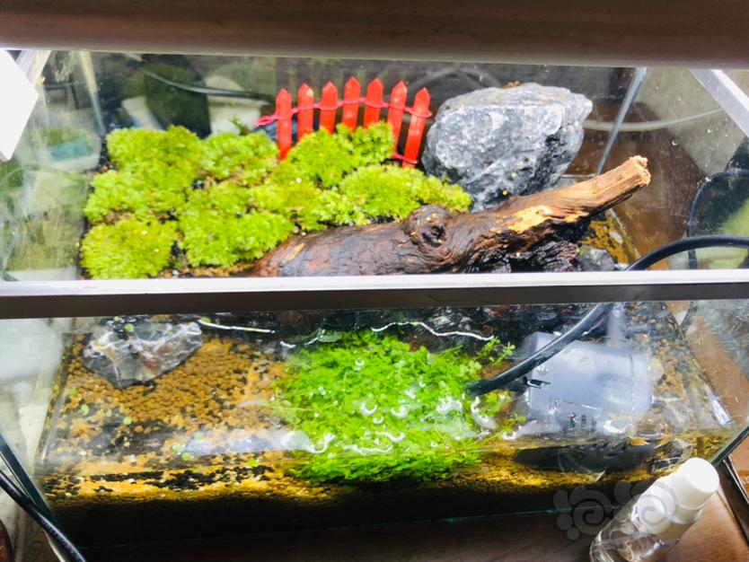 【水陆】为了养辣椒蟹自己做了一个水陆缸😁😏-图2