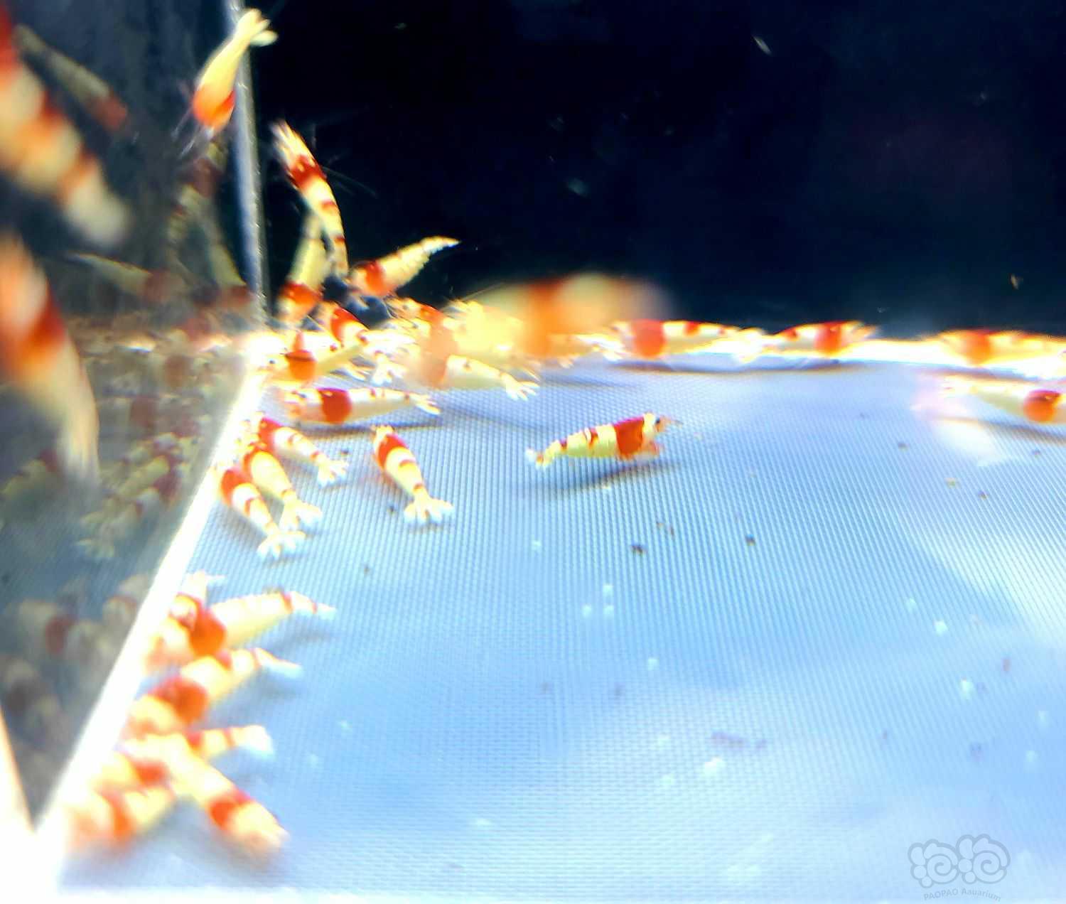 【虾】2022-05-9#RMB拍卖#红白苗子50只-图2