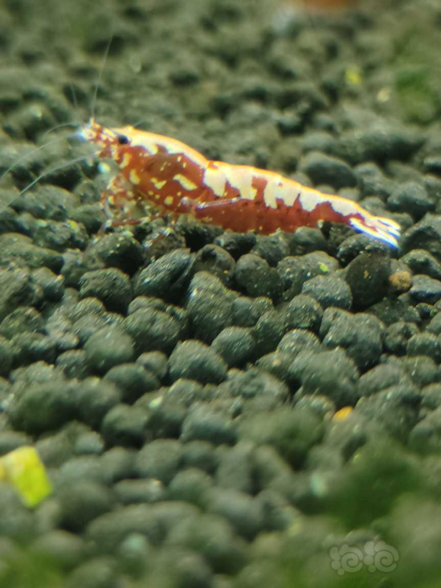 水晶虾-图9