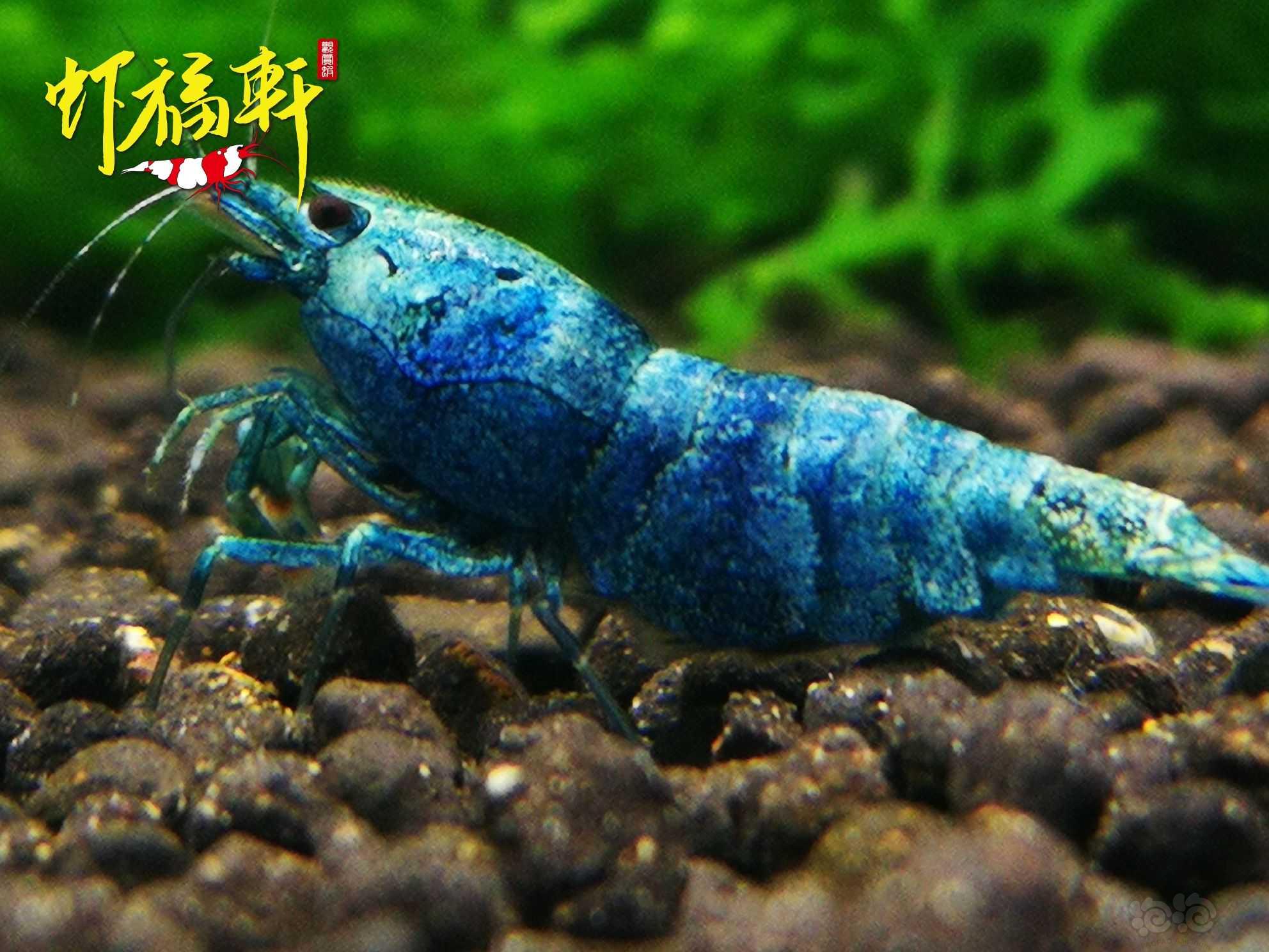 【虾】2022-05-12#RMB拍卖#蓝金刚繁殖组5只-图5