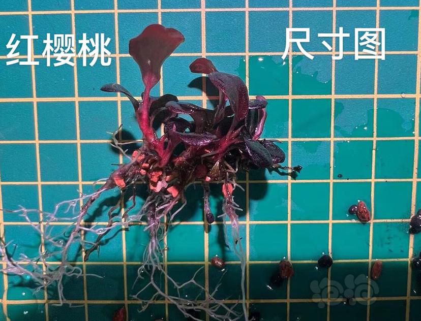 【水草】2022-5-23#RMB拍卖#红樱桃小丛-图4