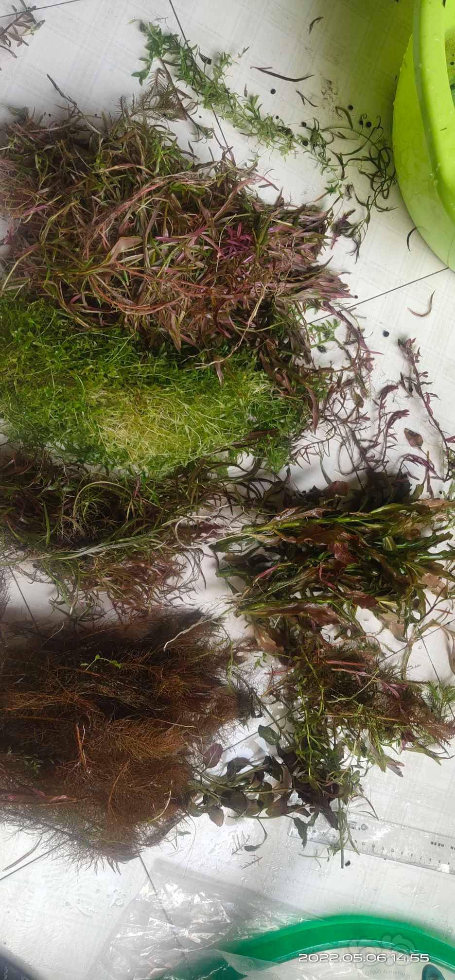 出水草 泡泡水族