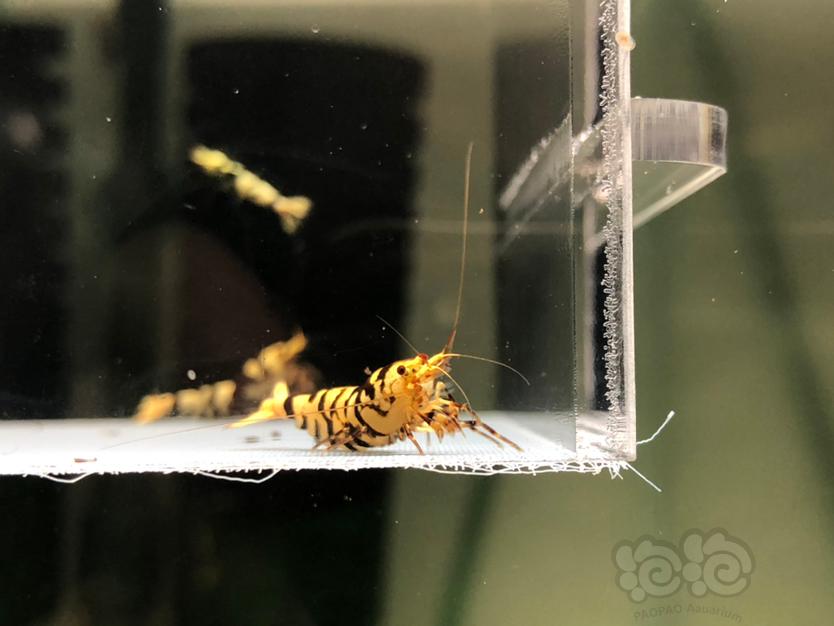 【虾】2022-5-30#RMB拍黑花虎繁殖组水晶虾一份6只。-图3