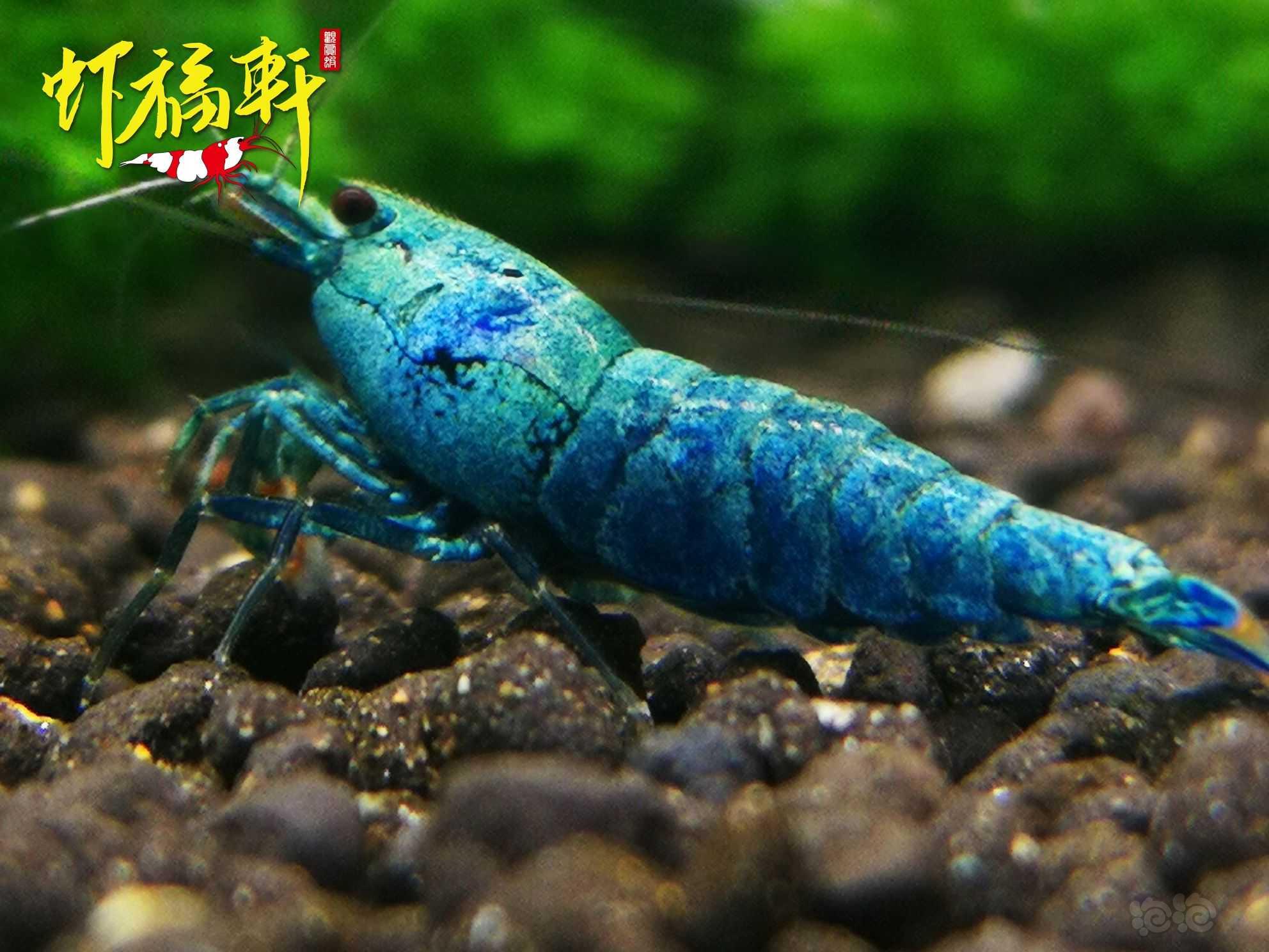 【虾】2022-05-27#RMB拍卖#蓝金刚繁殖组5只-图2