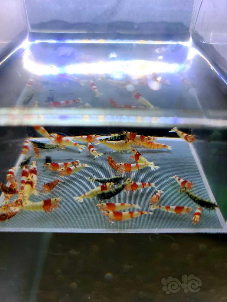 【虾】2022-05-14#RMB拍卖#杂虾一份50只-图1