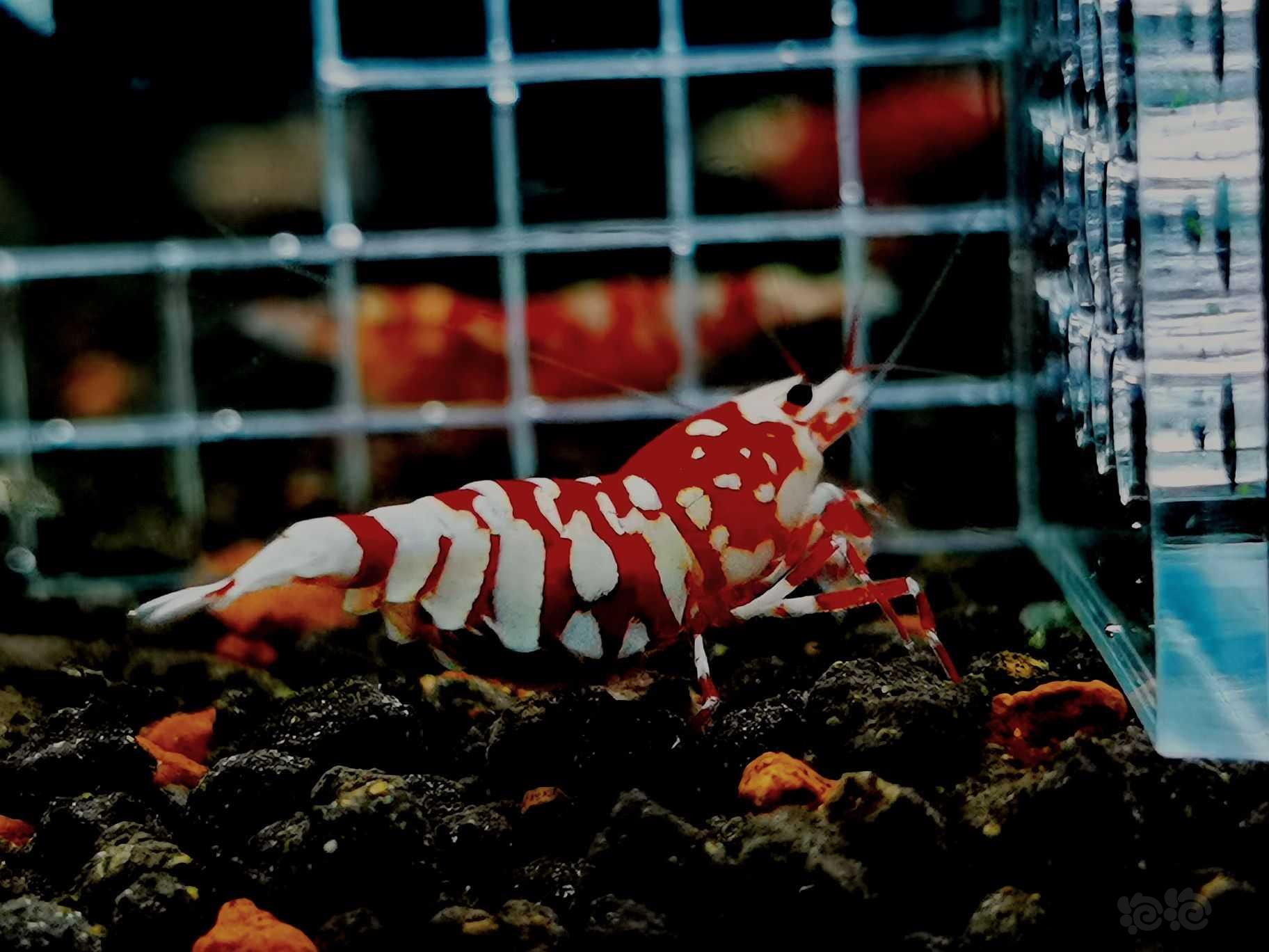 红花虎抱蛋母虾-图8