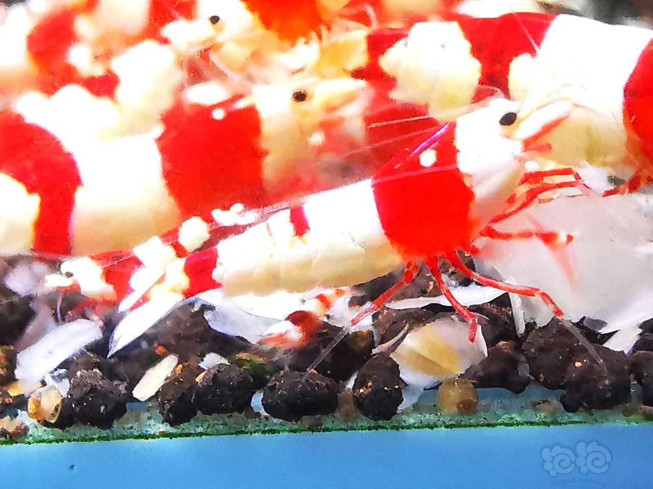 【虾】2022-5-20#RMB拍卖极品红白幼虾9只-图3
