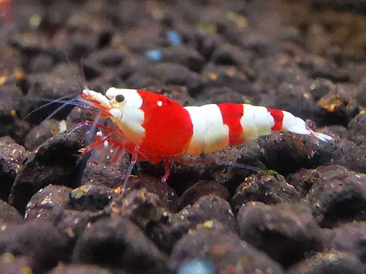 红白3段幼虾-图3