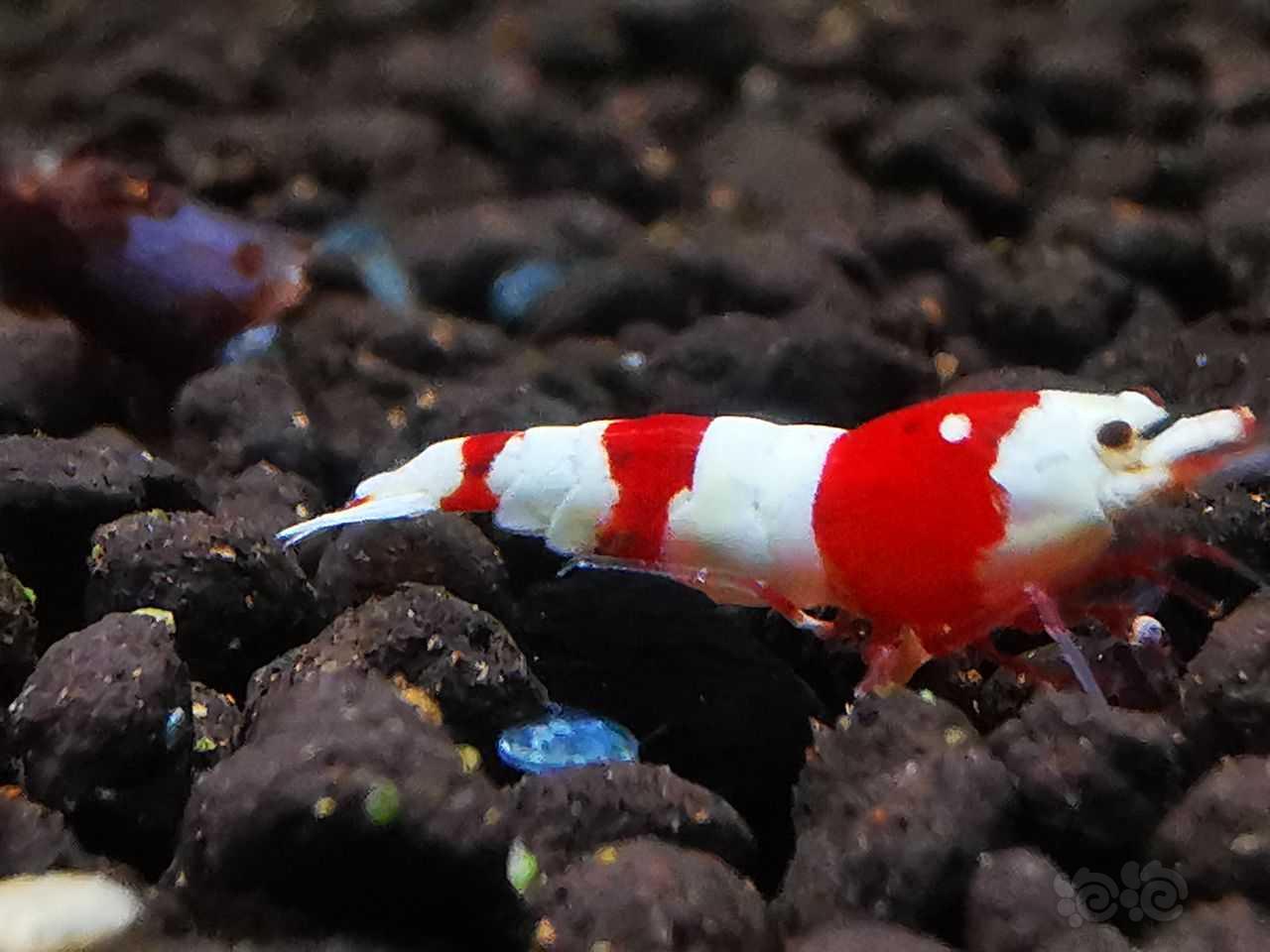 红白3段幼虾-图4