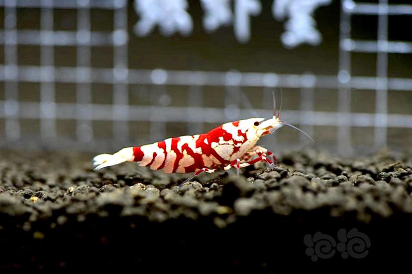 【虾】2022-5-31#RMB拍卖红花虎1公1母-图1