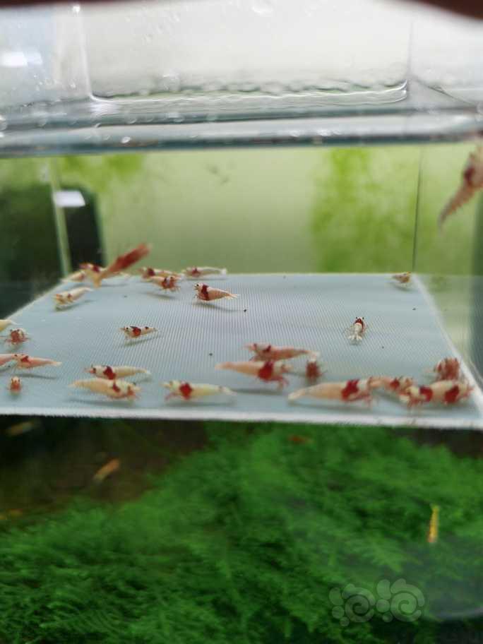 【虾】2022-5-26#RMB拍卖纯血红白水晶虾30只-图3
