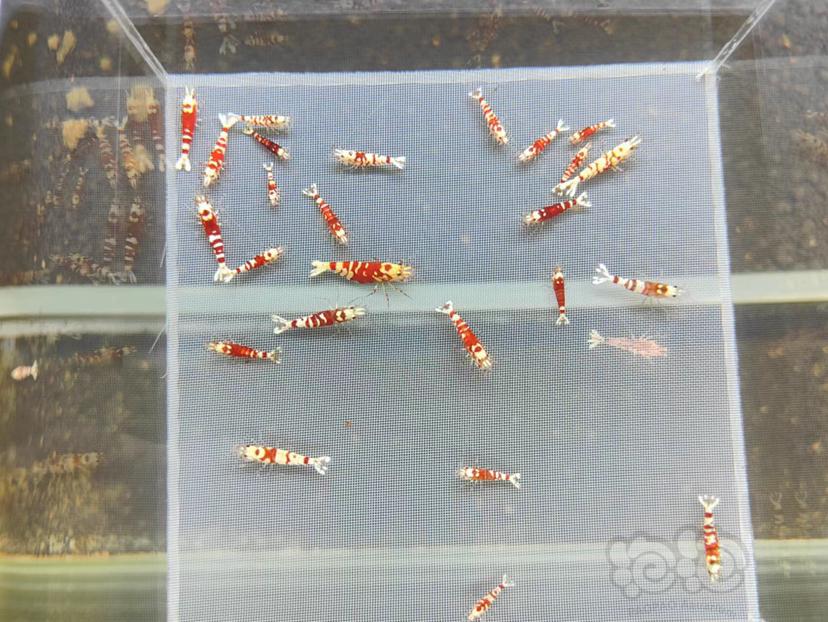 【虾】2022-5-12#RMB拍卖红花虎25只-图3