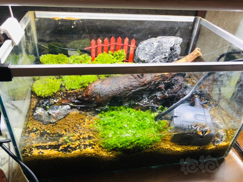 【水陆】为了养辣椒蟹自己做了一个水陆缸😁😏-图6