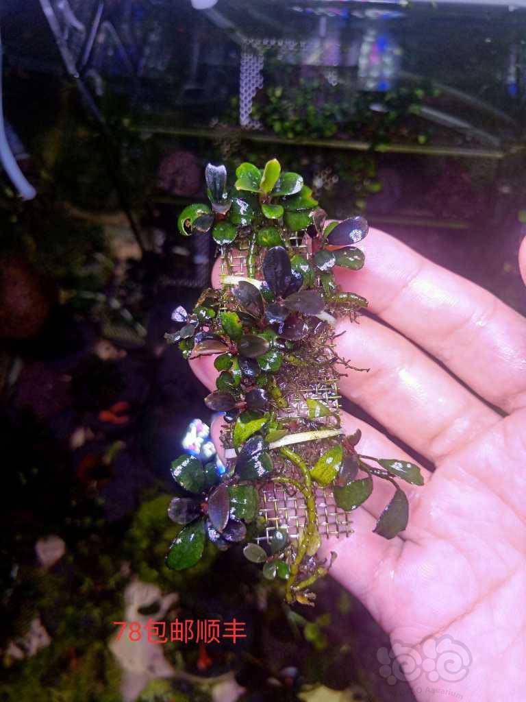 出自己想私藏的迷你叶辣椒榕