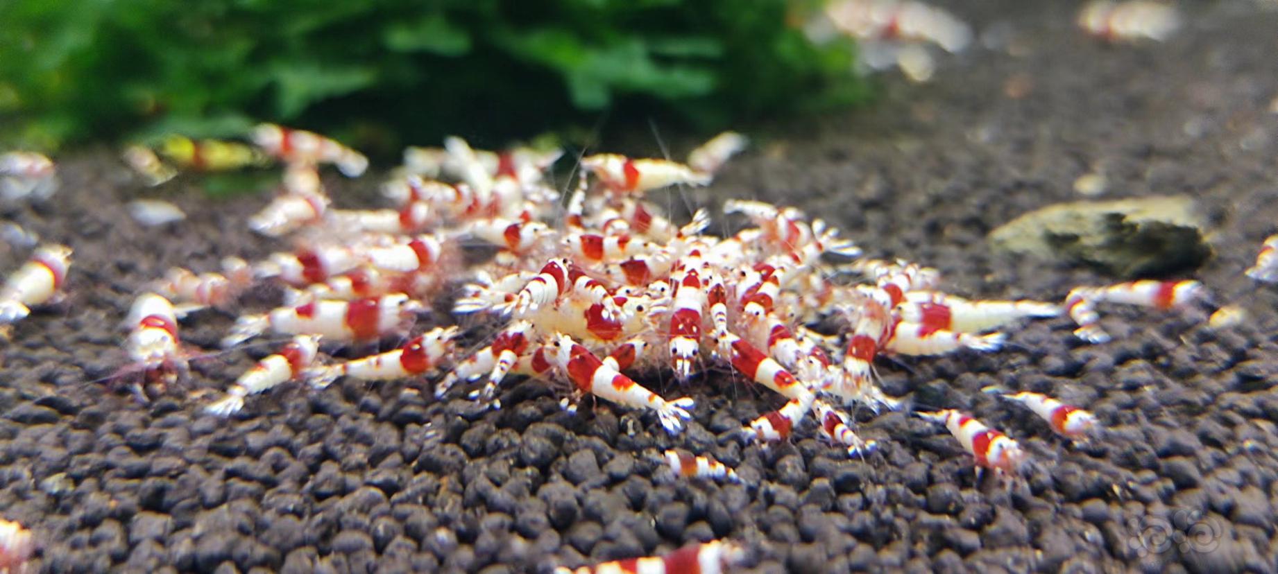 【水晶虾】卖红白咯-图1