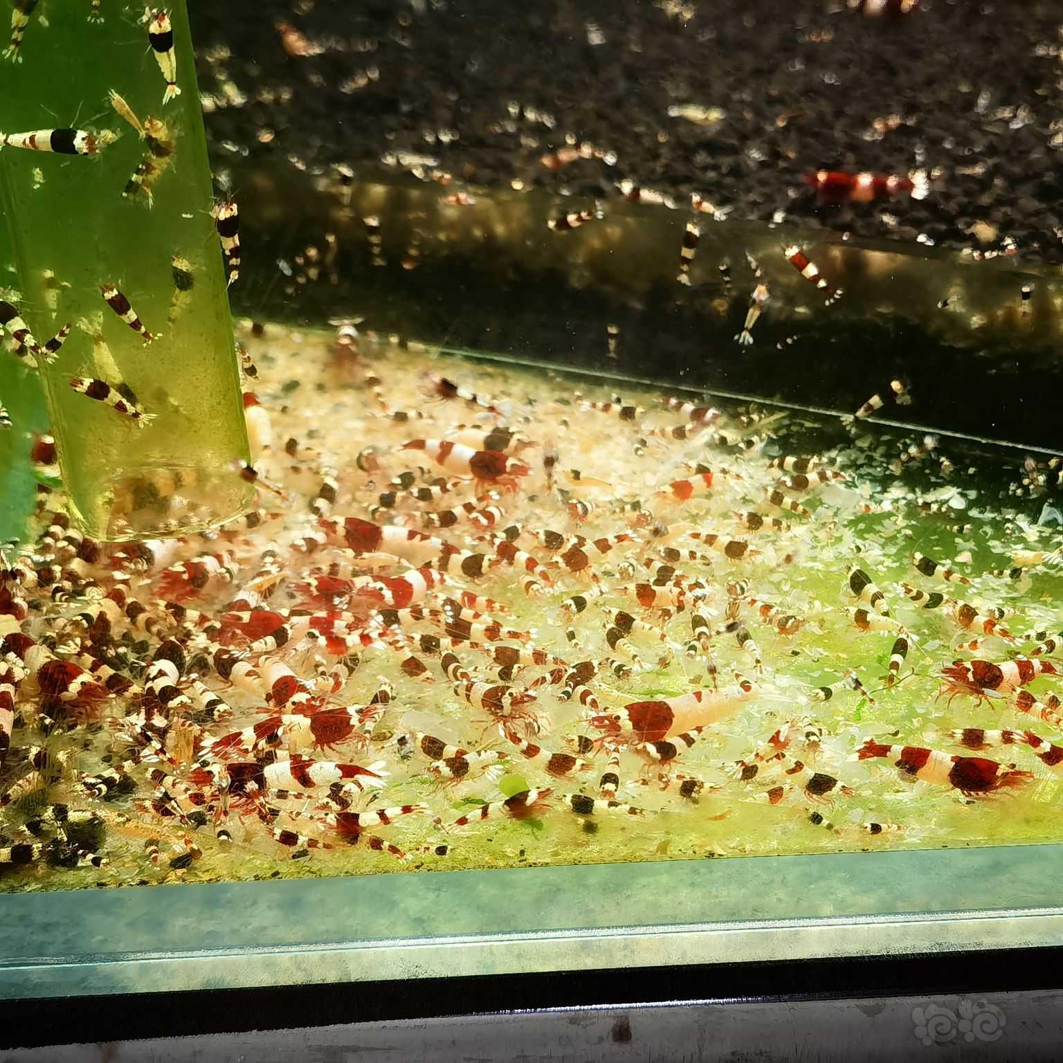 【虾螺】出酒红水晶虾-图8