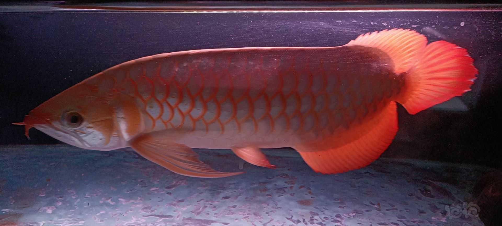 【龙鱼】大红龙-图1