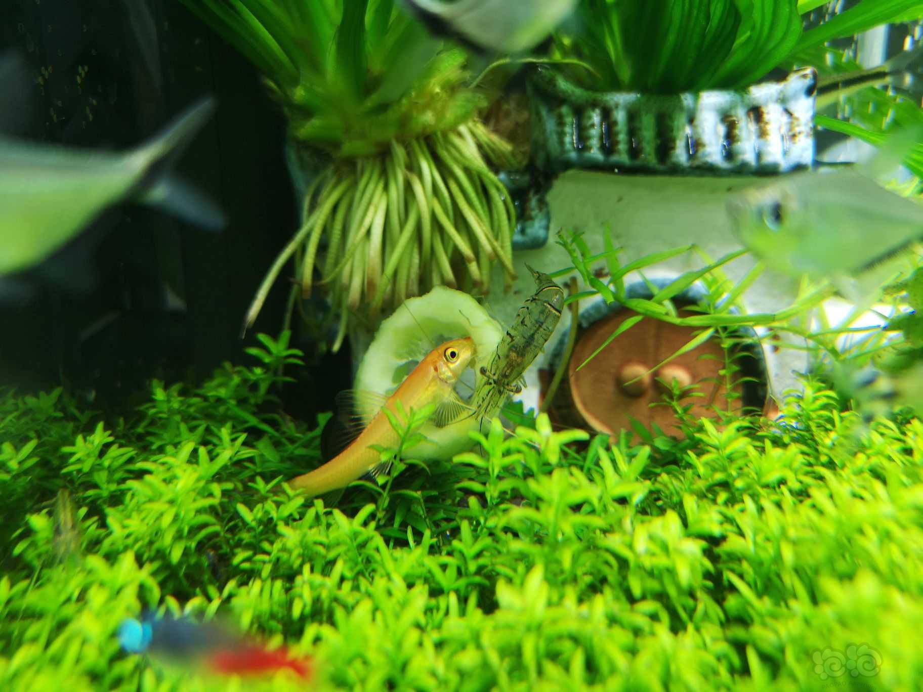 【其它】金苔鼠超爱吃黄瓜-图1