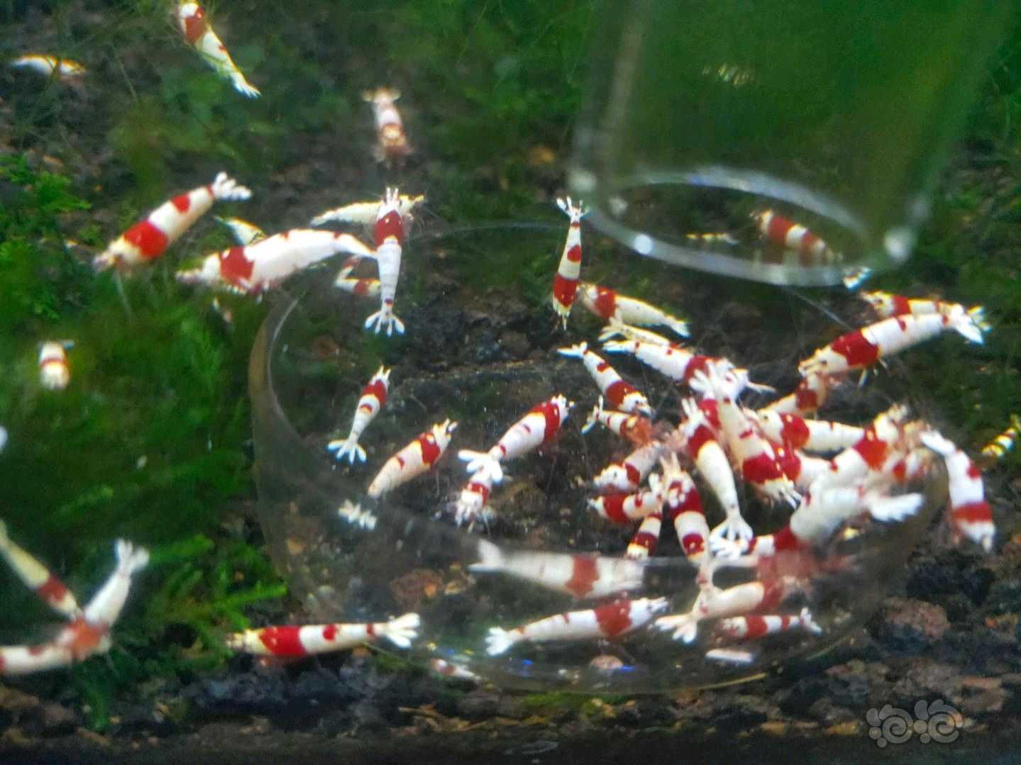 【水晶虾】出纯血红白-图3